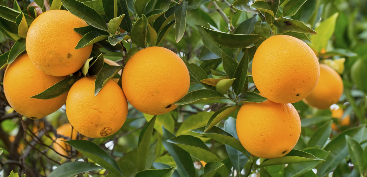 Orangen-Ernte und LAQUAtwin Nährstoffanalyse für optimale Zitrusproduktion